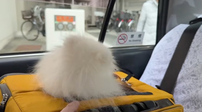 タクシーの窓から、遠ざかっていく女性を見つめる犬