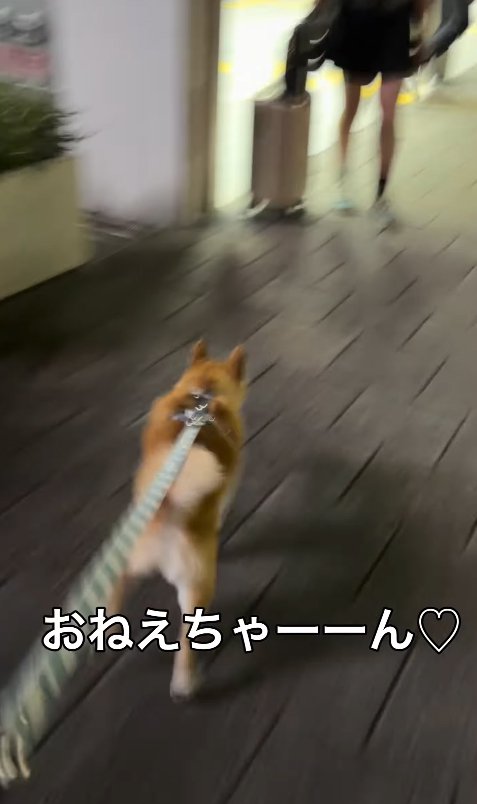 お姉ちゃんのもとへ走る小型犬
