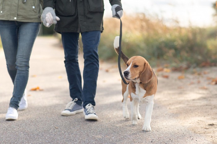 散歩する犬