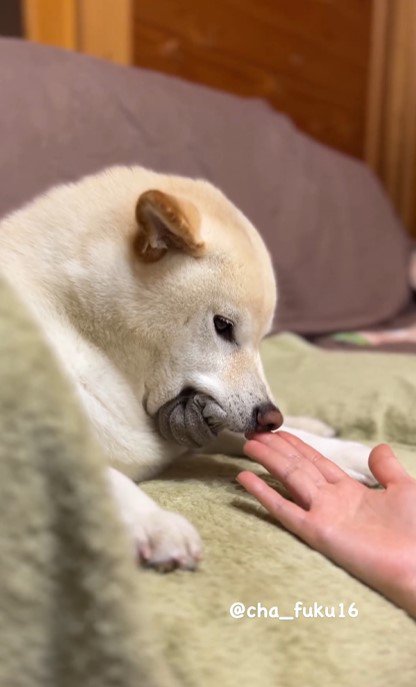 ついでにお鼻をプニプニ…