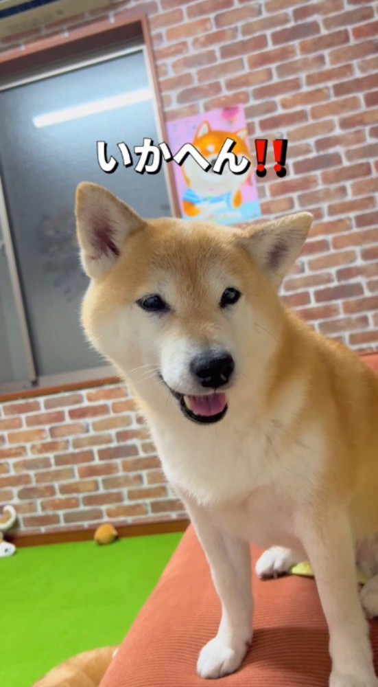 飼い主の顔を見つめる犬