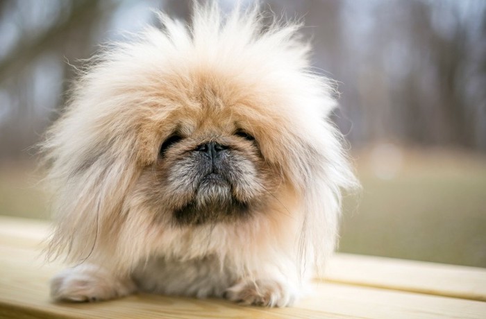 ロングヘアの犬