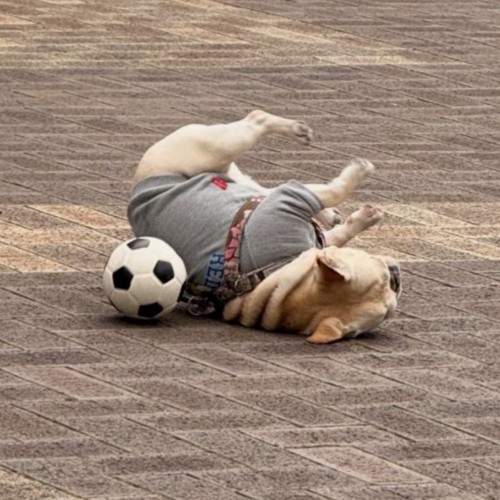 なんだか楽しそう♪