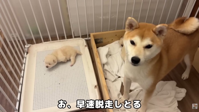 さっそく脱走する子が出現!