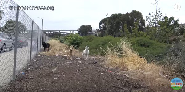 遠巻きに吠える犬