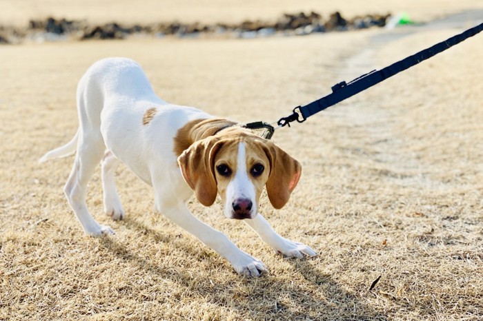 歩くことを拒否する犬