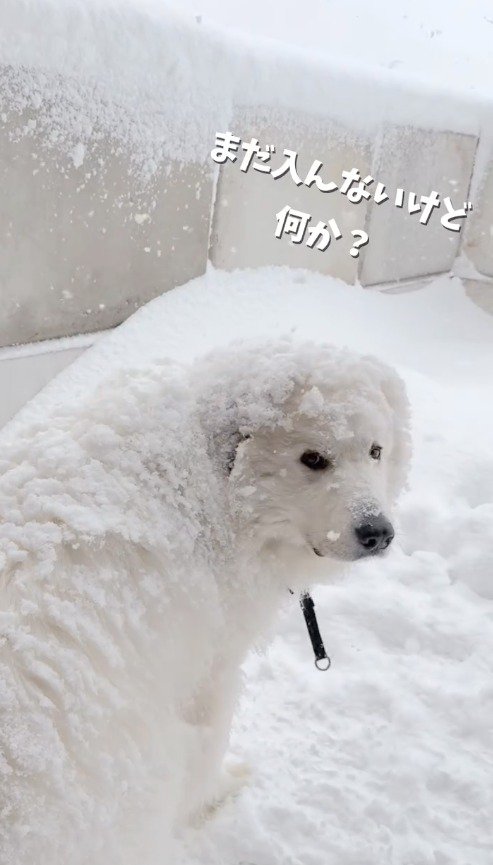 飼い主をふり返る犬