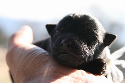 産まれたばかりの愛犬