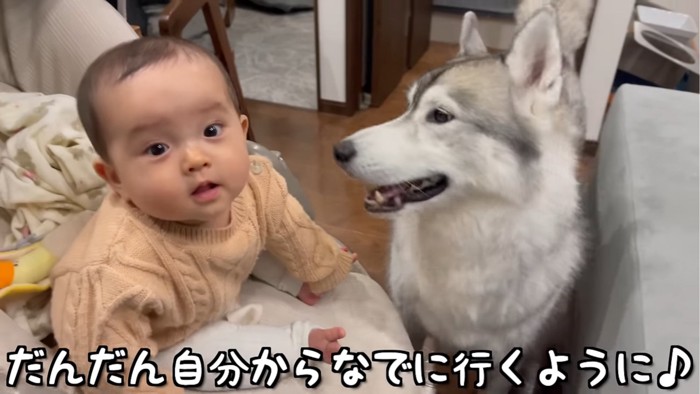 隣に並ぶ赤ちゃんと犬