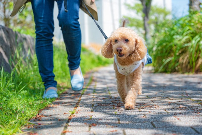 散歩する女性と犬