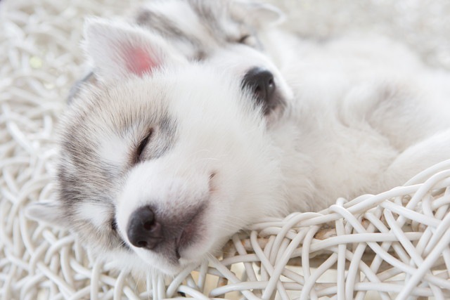 夢を見るシベリアンハスキーの子犬