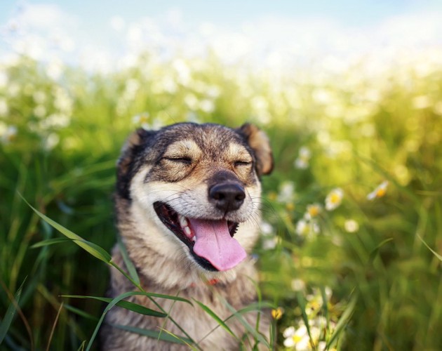 目を細めた笑顔の犬