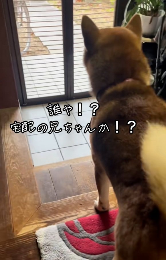 まだ疑うごんちゃん