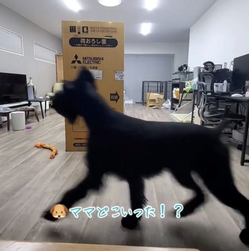 部屋に入る犬