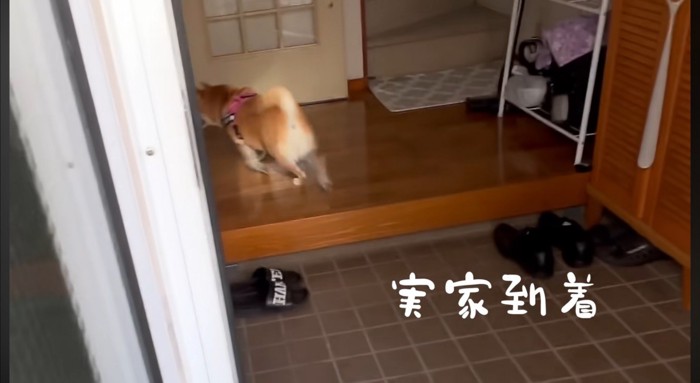 家の中へと駆けていく犬