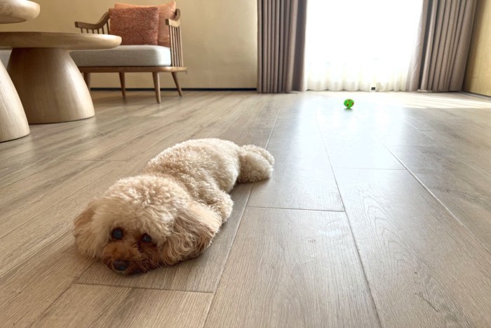 フローリング、寝そべるトイプードル