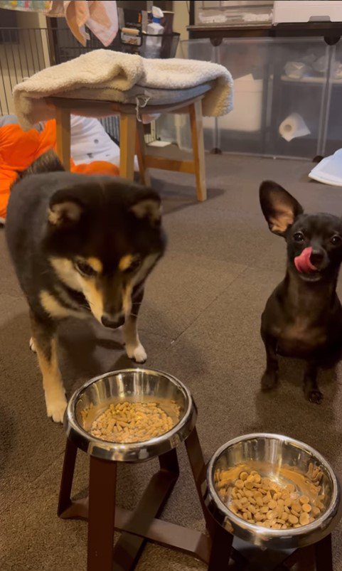 「マテ」をするコメ助くんと豆福くん3