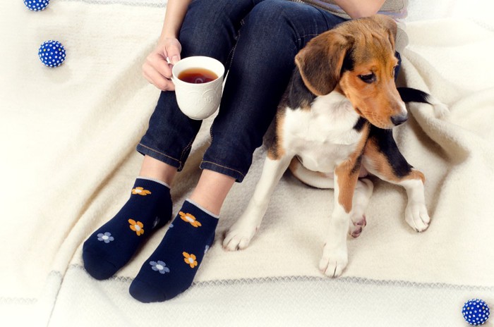 飼い主と犬