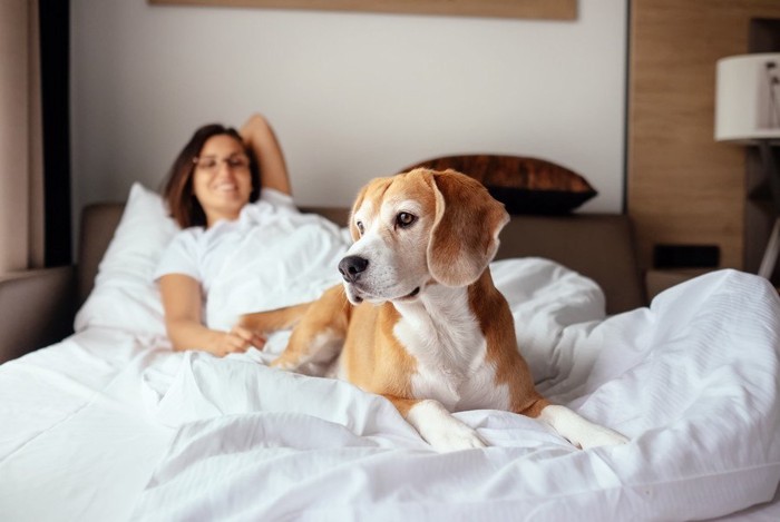 ホテル部屋でくつろぐ犬と女性