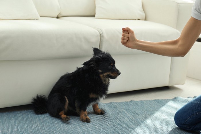 座った犬と人の腕