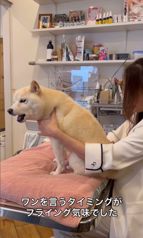 鍼治療を受けるココちゃん6