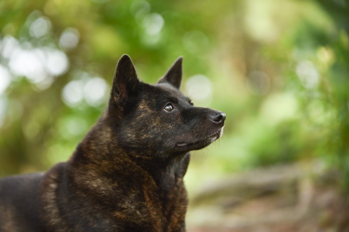 遠くを見つめる甲斐犬の顔のアップ