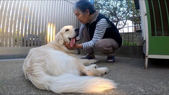 飼い主に触られて笑顔の犬