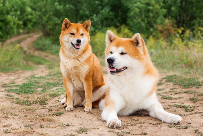 寄り添いあう柴犬と秋田犬
