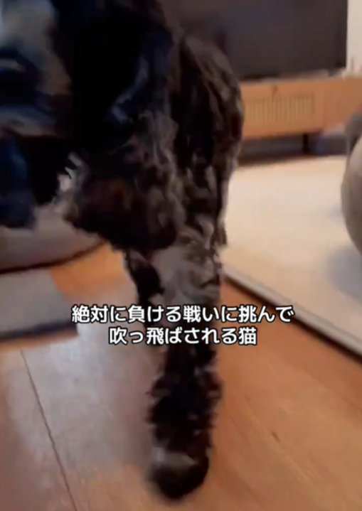 アップの犬