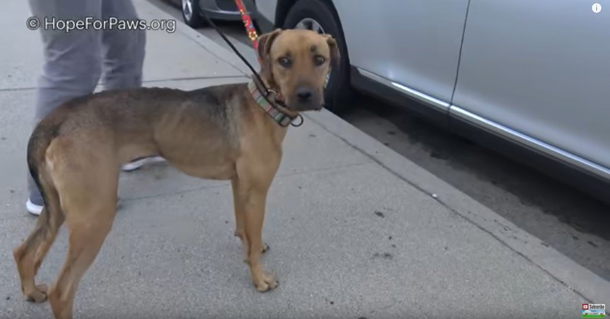 車の前で立ち止まる犬