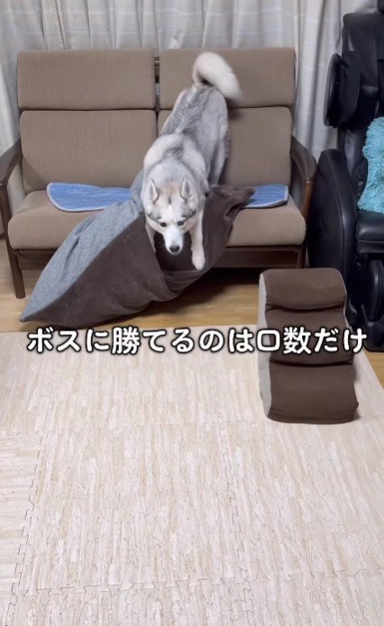 口数だけはボス以上