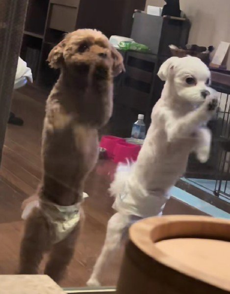 カリカリを再開！！