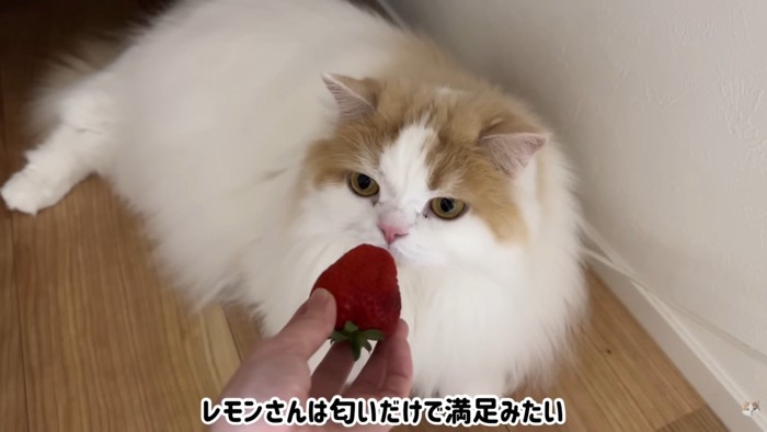 レモンさんはいらないようです