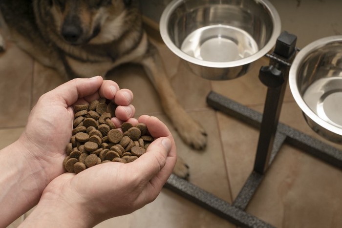 飼い主の手の上のドッグフードを待つ犬