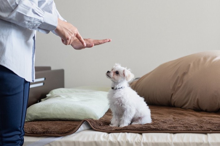 犬をしつけている飼い主