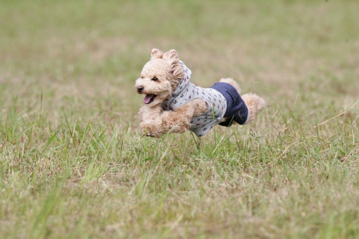 走る犬