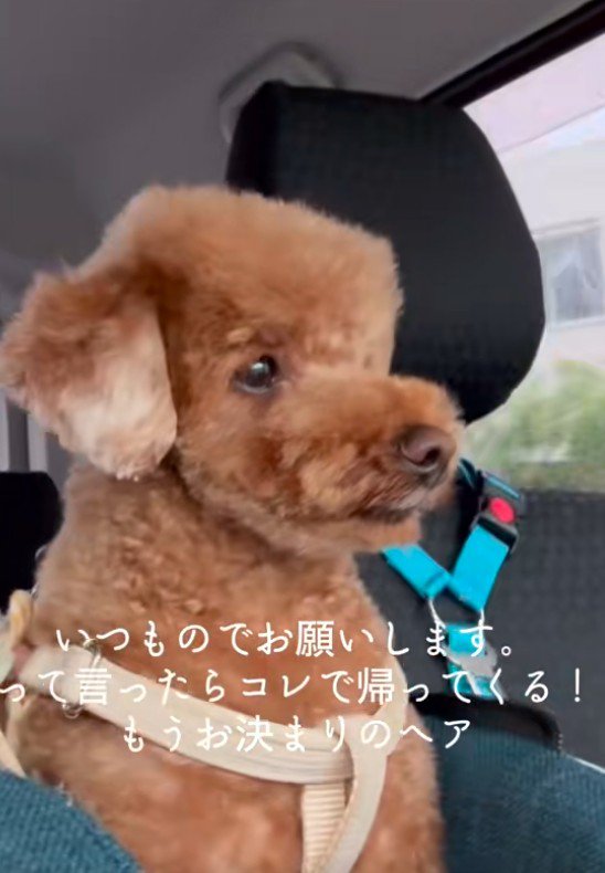 トリミングサロンへ…