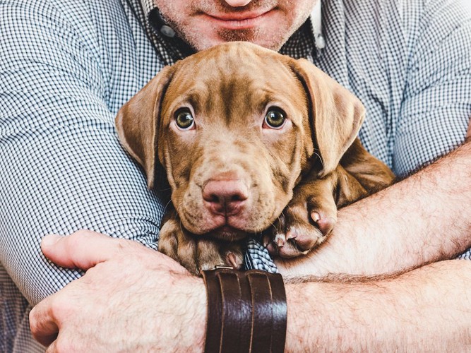 男性に後ろからハグされる子犬