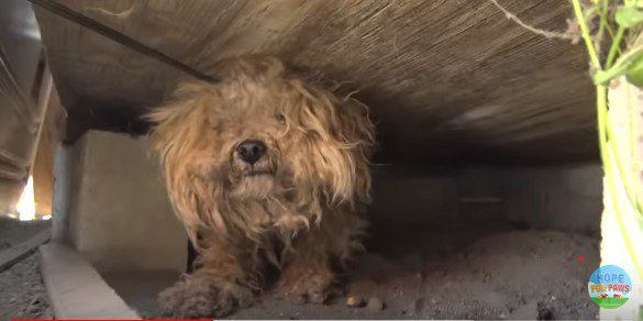 犬を引っ張り出す