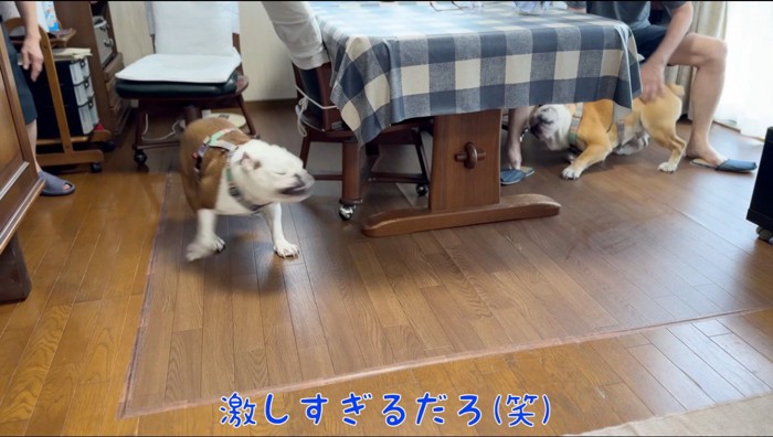 家の中を駆け回る2匹の犬