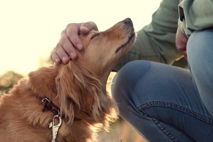 男性になでられている犬