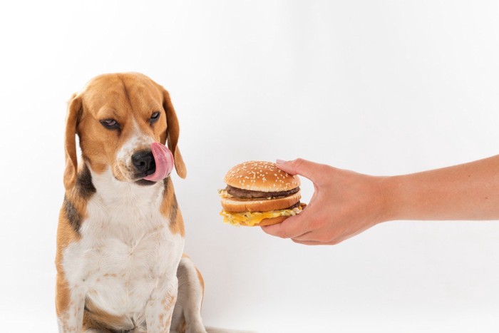 ビーグルとハンバーガー