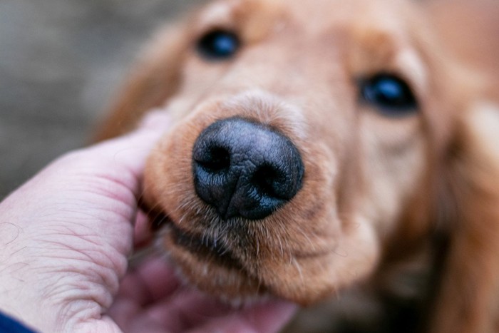 老人の手と茶犬