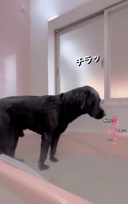 窓をチラリ…