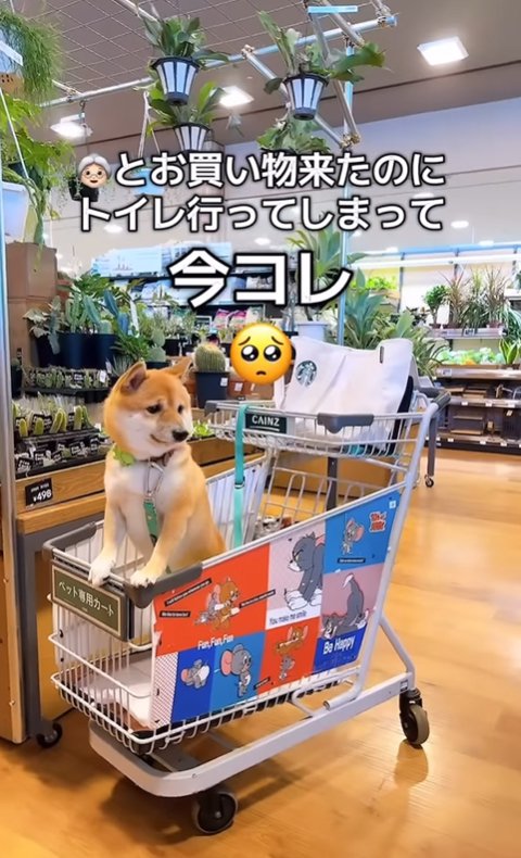 カートの中の柴犬