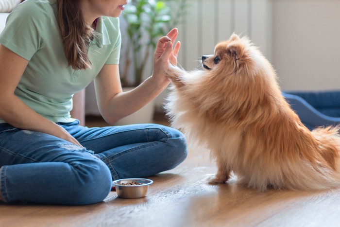 飼い主とトレーニングでハイタッチしているポメラニアン