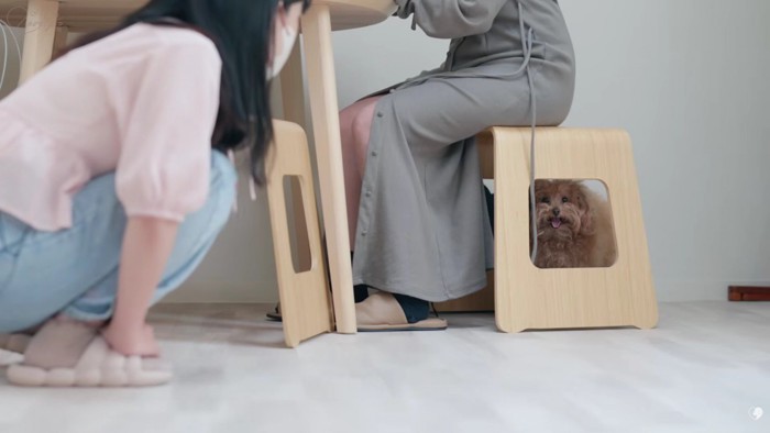 モサモサのトイプードルがご来店