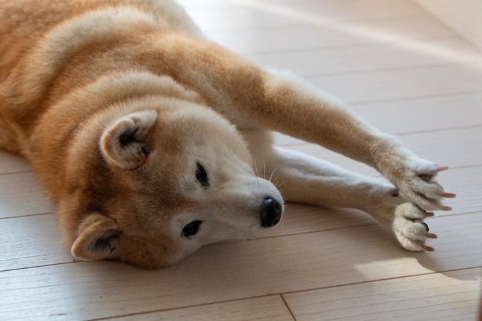 寝転がって伸びする犬