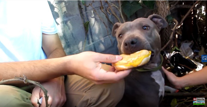 ハンバーガーを丸ごと頬張る犬