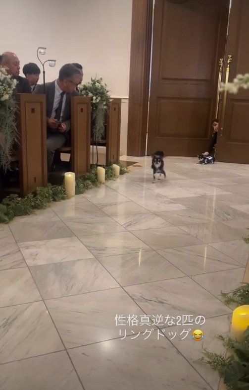 走る犬1